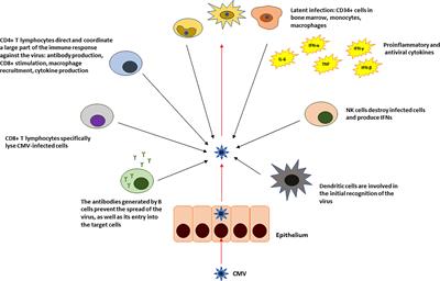 Cytomegalovirus in Haematological Tumours